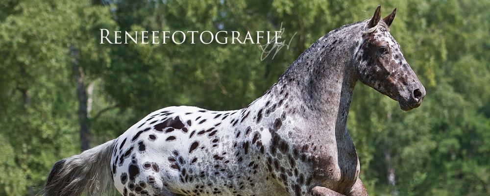 what is an appaloosa horse